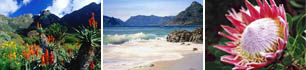 cape peninsula ct 11a