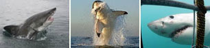 great white shark- ct 11a