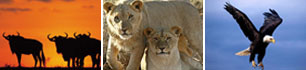 one day safari 11a